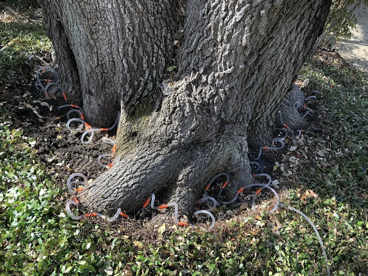 Detailed Shrub and Hedge Trimming job site in Waelder
