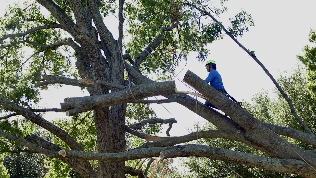 Professional Hazardous Tree Removal performed by certified arborists in Waelder